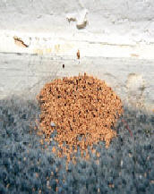 termite-pellets-frass[1].jpg